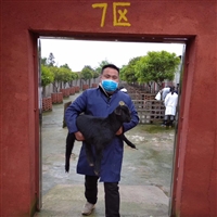 黑山羊的养殖技术和管理  养黑山羊的利润