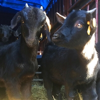 黑山羊的养殖方法  生姜在黑山羊养殖中的作用