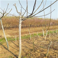 40公分红叶石楠苗栽种成本低 二级育苗第二年出圃