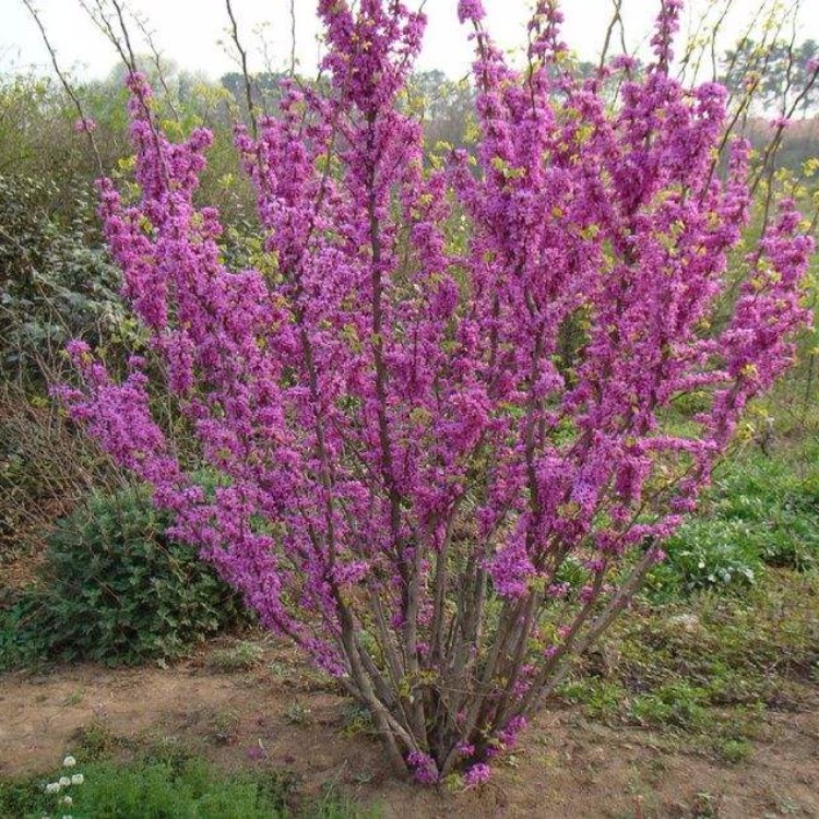 丛生紫荆就是紫荆的丛生,高度可以达到4米以上,冠幅在100—300厘米