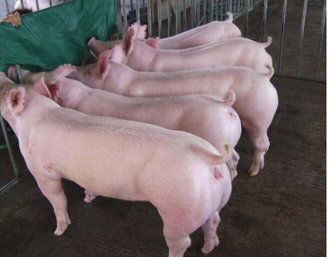 滨州市杜洛克公猪品质好 购买长大母猪真高产全国包邮