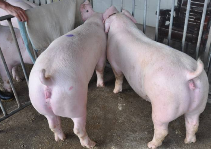 太湖猪属于江海型猪种,产于江浙地区太湖流域,是我国猪种繁殖力强,产