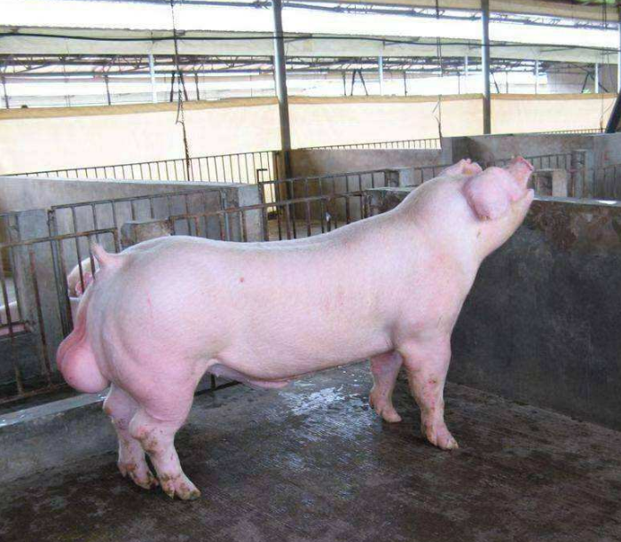 太湖猪属于江海型猪种,产于江浙地区太湖流域,是我国猪种繁殖力强,产