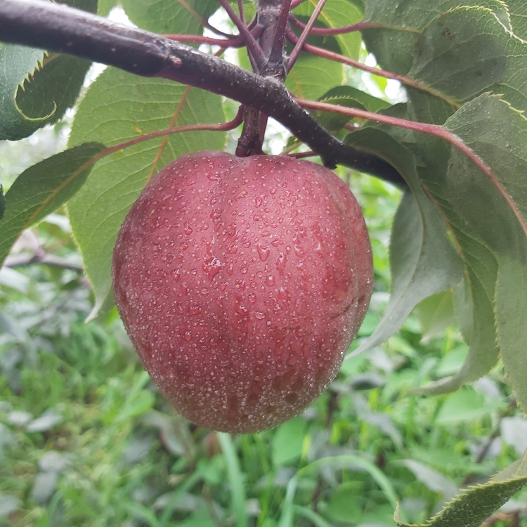 奥红一号梨苗苗木基地奥红一号梨苗成熟期