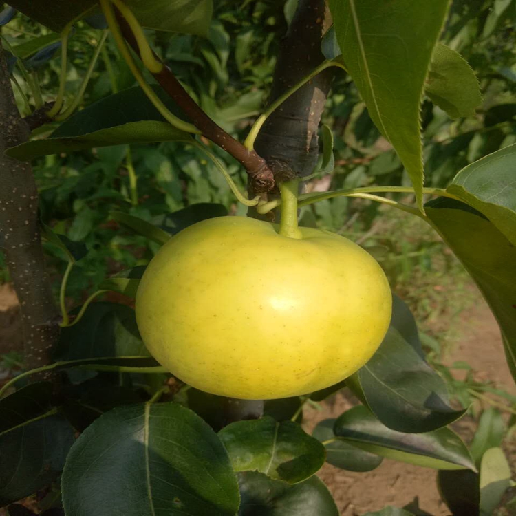 瑞硕农业 夏玉梨苗 夏玉梨树苗出售基地