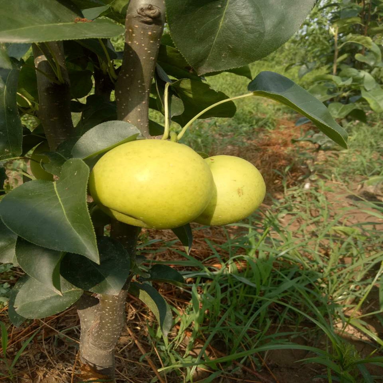 瑞硕农业 夏玉梨苗 夏玉梨树苗出售基地