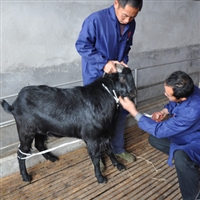 黑山羊养殖项目,十亩小林和杂草