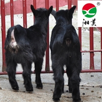 湘美黑山羊技术课堂：羔羊断奶后腹泻的诊治