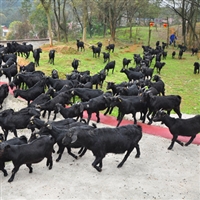 湖南湘美黑山羊养殖基地  湘美黑山羊养殖，我想打包购买一群种羊，求指导