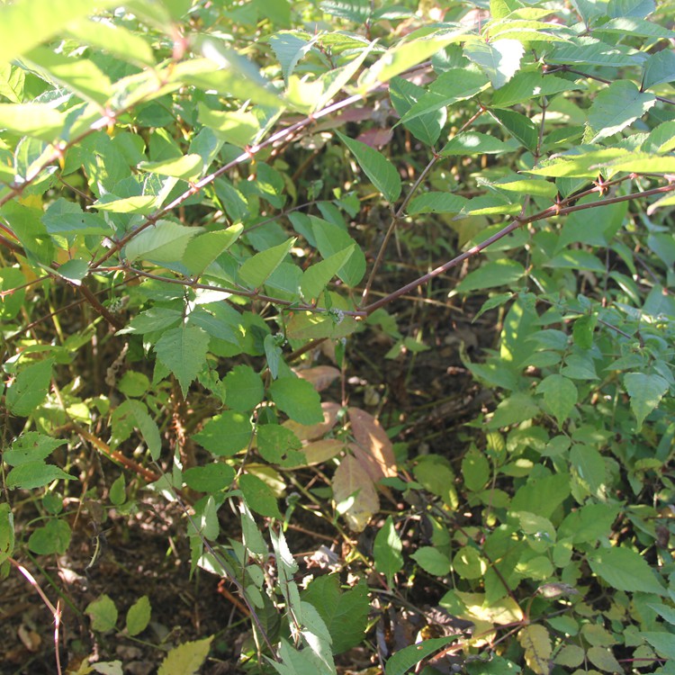 宝鸡市乌龙头苗 基地批发 乌龙头树苗 种播苗