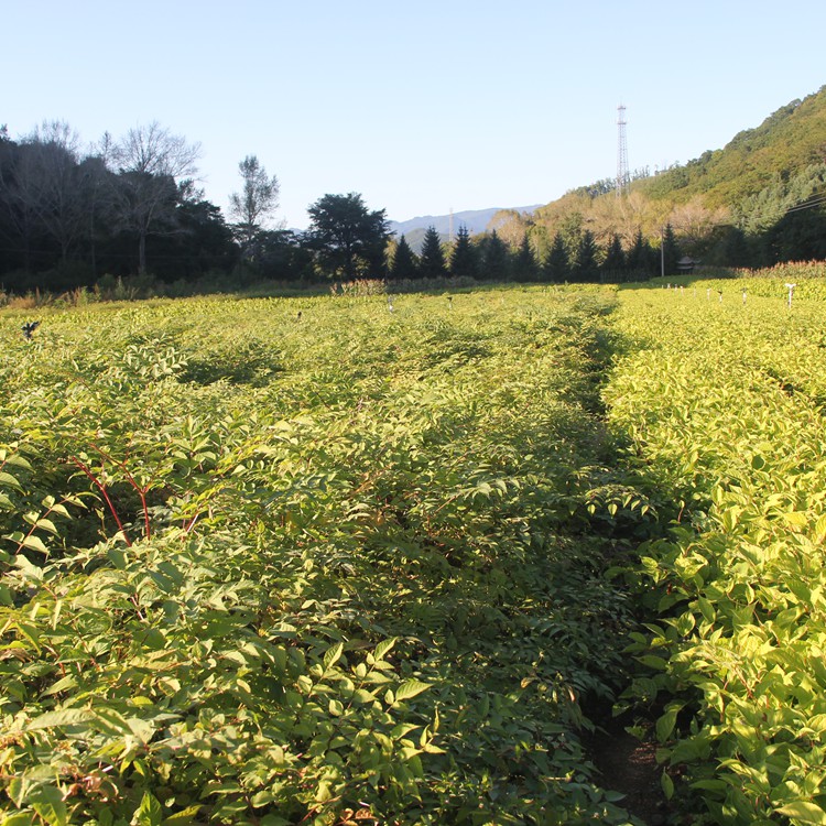 平凉市乌龙头苗乌龙头种苗基地