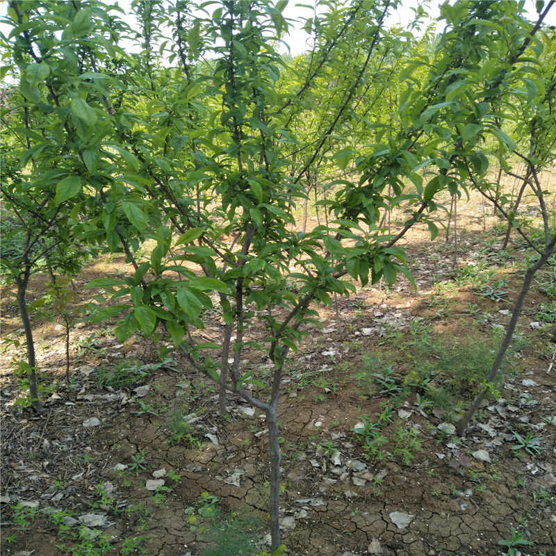 1年生李子树苗 胭脂李子苗保湿邮寄