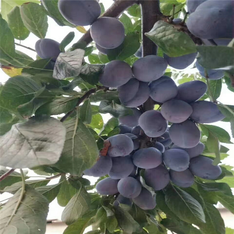 法兰西西梅苗1公分李子苗岳美苗木