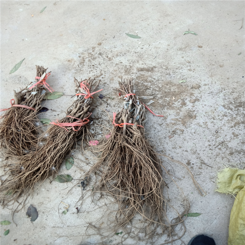 红夏音葡萄苗黑手指葡萄苗价格山东葡萄苗批发基地