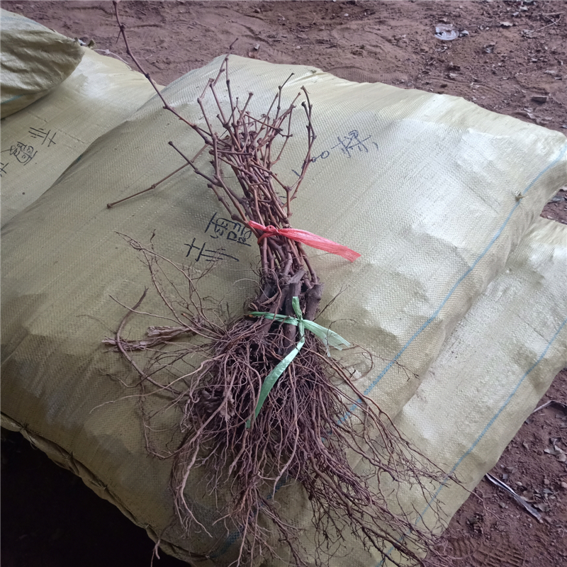 红夏音葡萄苗黑手指葡萄苗价格山东葡萄苗批发基地