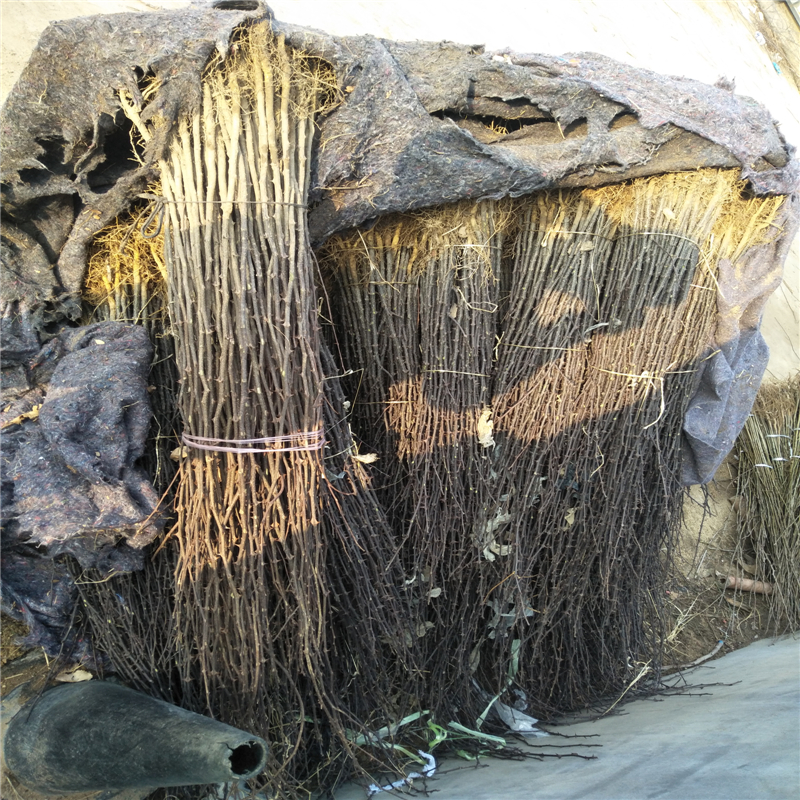 南强1号花椒苗, 80高花椒苗 岳美基地