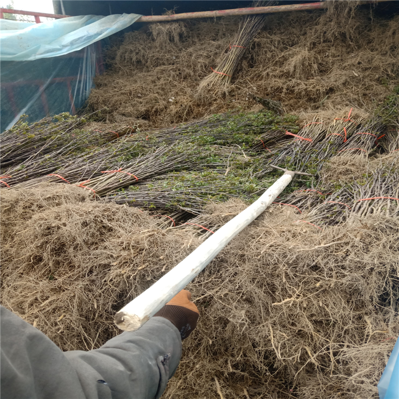 南强1号花椒苗, 80高花椒苗 岳美基地