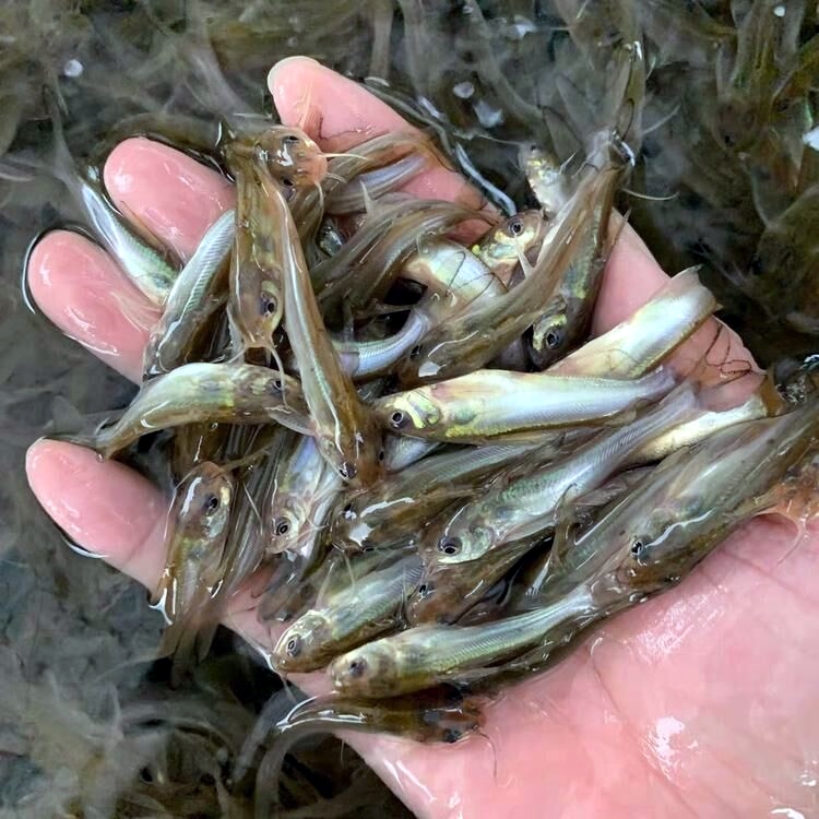 淡水鮰鱼苗 叉尾鮰鱼苗批发采购 叉尾鱼苗养殖基地
