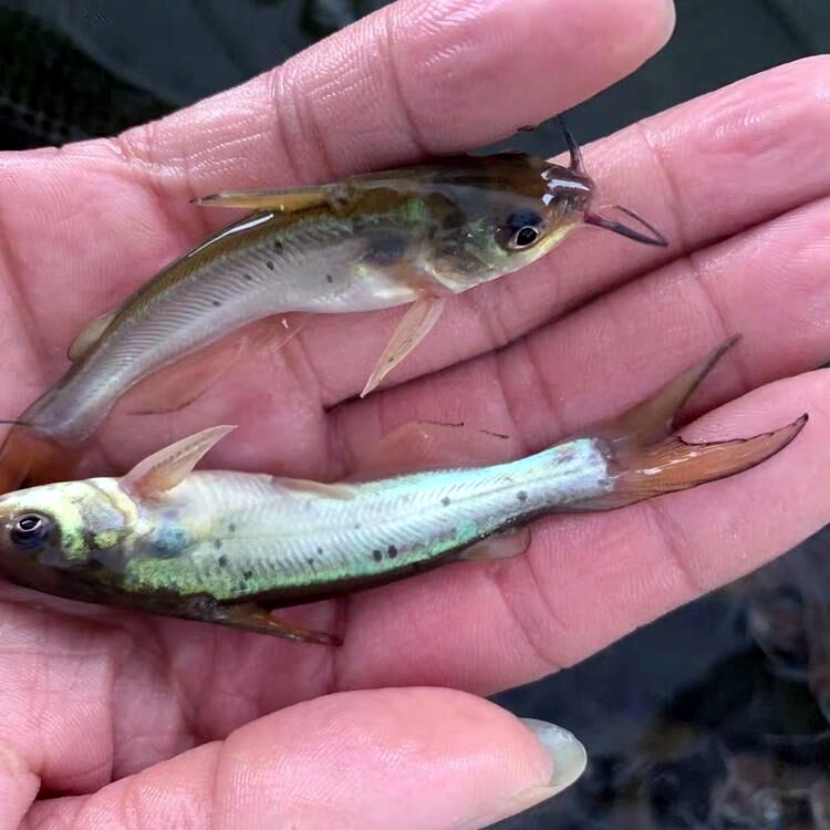 叉尾魚苗 斑點叉尾鮰魚苗大量批發 叉尾鮰魚魚苗出售價格