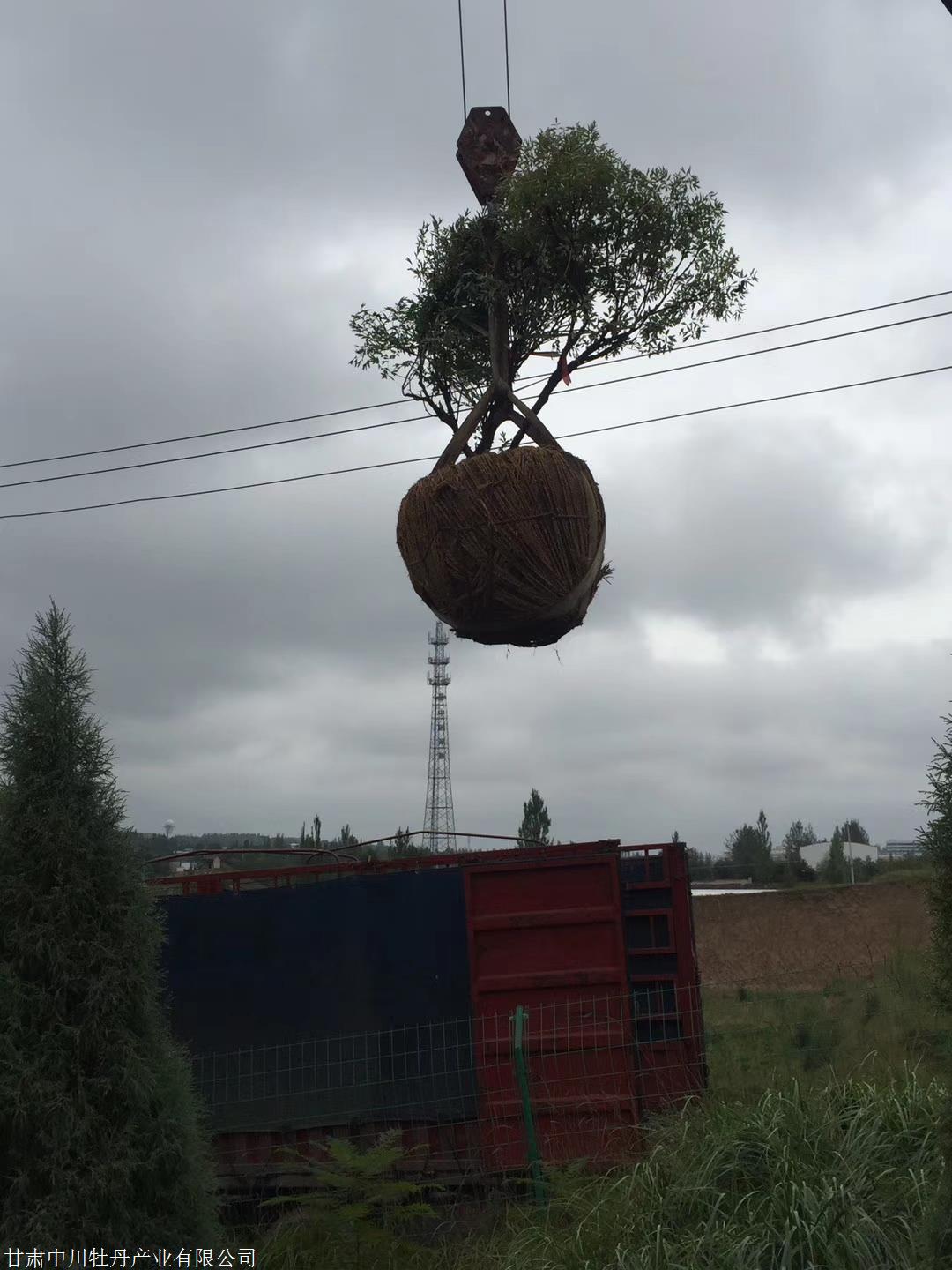 中川牡丹成型株牡丹种植基地紫斑牡丹种植基地牡丹大树种植基地大牡丹