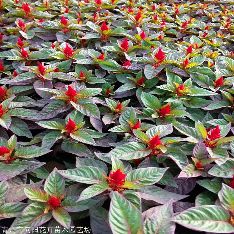 青州雞冠花雞冠花盆苗向陽基地現貨直銷