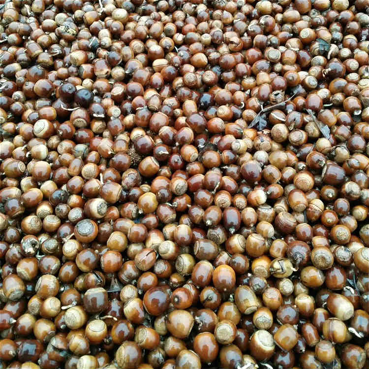 精选麻栎种子供应 全网一价供应