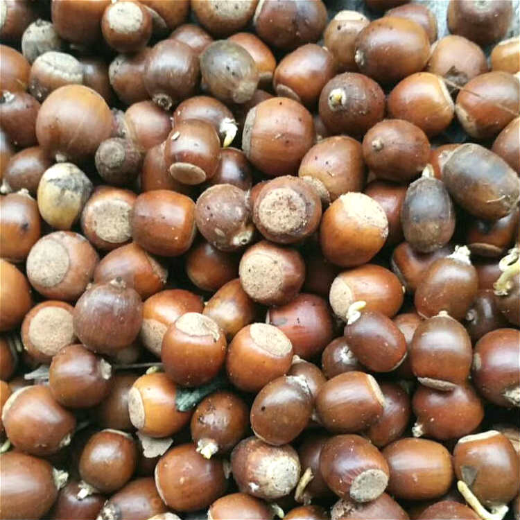 精选麻栎种子 现货供应麻栎种子质优价廉