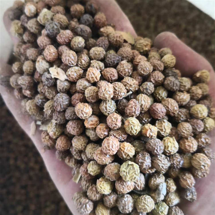 青桐种子 出售青桐种子产地直销 昊天种业