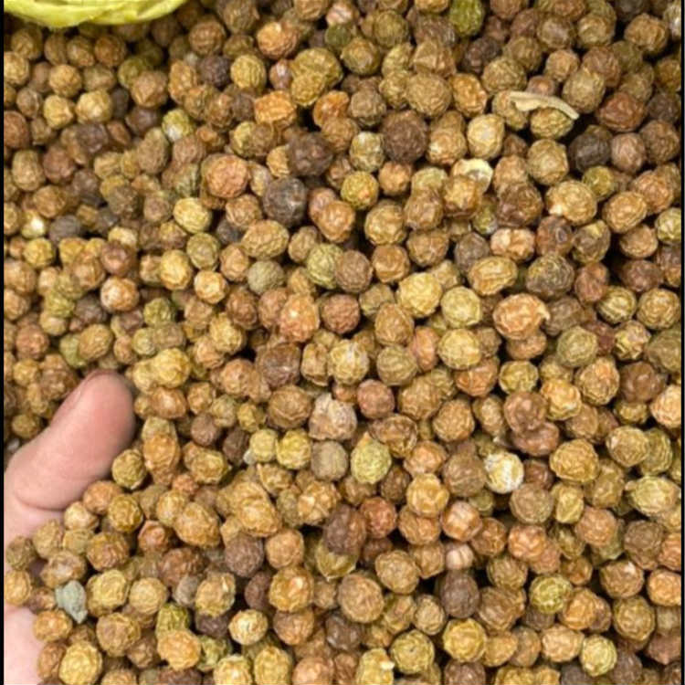 自产青桐种子 昊天种业青桐种子供应价格