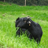 黑山羊养殖,放牧与补喂牧草相结合,羊长得好