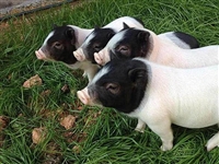 宣武区香猪种苗养巴马香猪养殖场免费提供技术