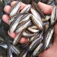 网箱养殖加州鲈鱼苗 无病害鲈鱼苗供应厂家 韶关大量加州鲈幼苗