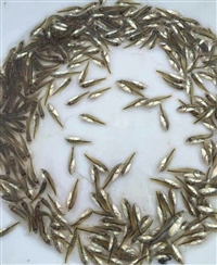 加州鲈鱼 优良鲈鱼苗品种 淡水加州鲈鱼苗产地 鲈鱼水花加州鱼苗养殖