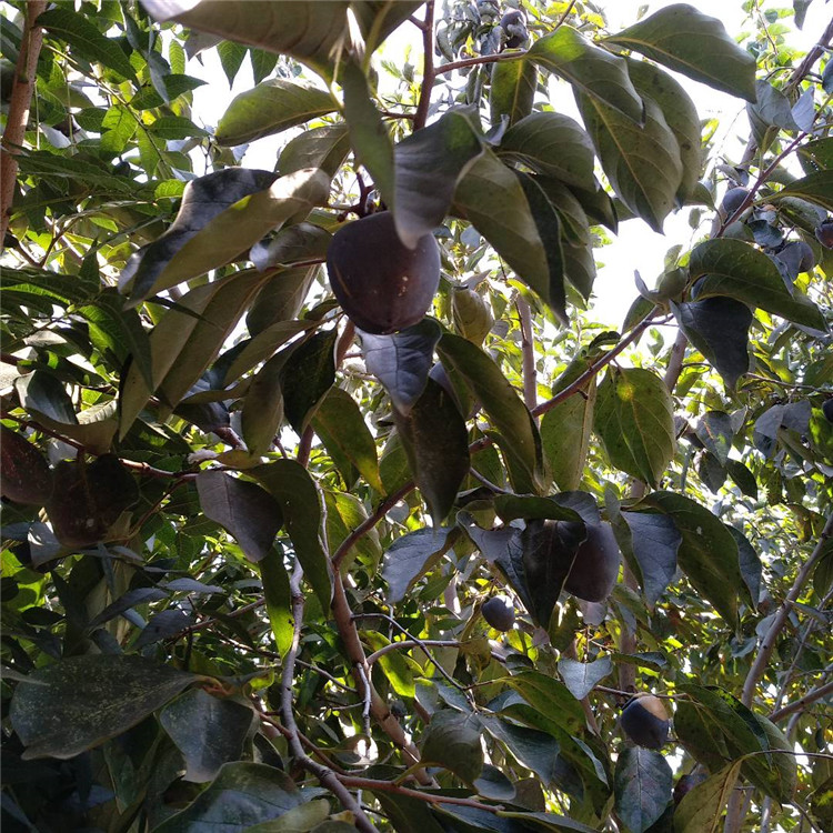 黑柿子树苗基地 1公分黑柿子树苗批发价格 苗圃直销柿子苗