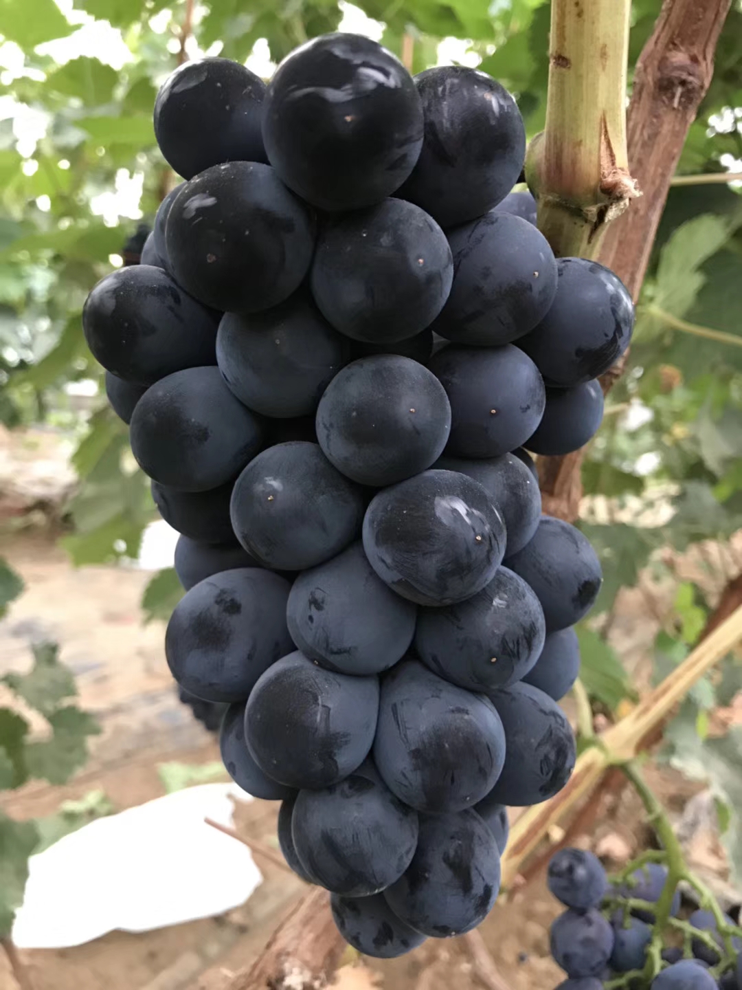 供苗富士之辉葡萄苗新品种茉莉香葡萄苗免费技术指导