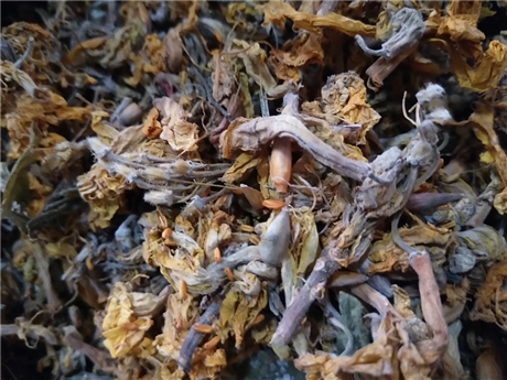 香薷的药用价值
