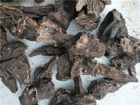【川乌的产地    川乌的价格】价格,厂家,农作物种子种苗