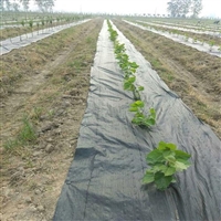 果园透水防草布 黑色园林防草地布 面保护布种植花卉除杂草布