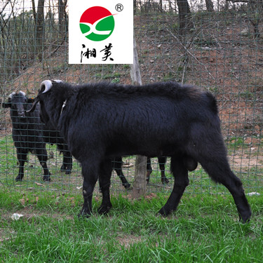 湘美黑山羊品种,黑山羊养殖技术