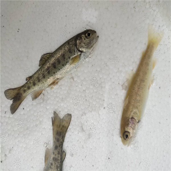 巴中虹鳟金鳟批发 保山金鳟鱼苗厂家