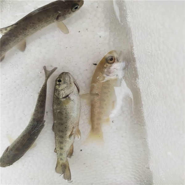 贵阳虹鳟金鳟多少钱 基地供应虹鳟鱼苗