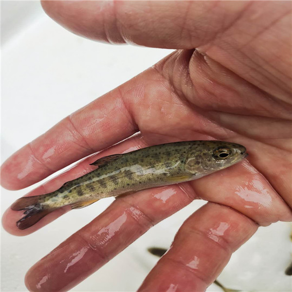 巴中虹鳟金鳟批发 保山金鳟鱼苗厂家