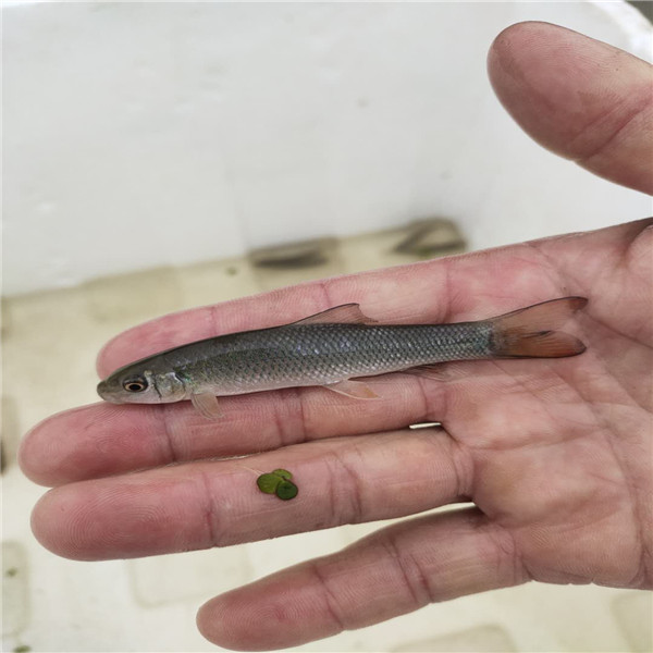 基地供應華鯪魚苗 華鯪指導養殖 協助回收 重慶華鯪