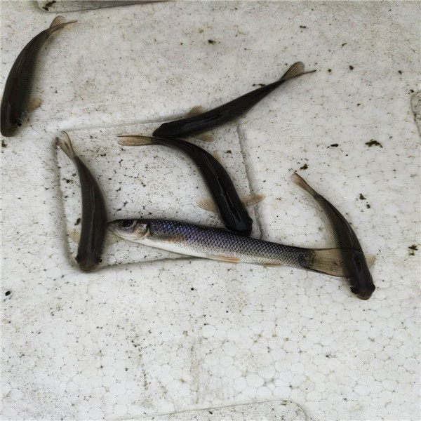 广西华鲮鱼苗 华鲮供应商 河南青龙棒