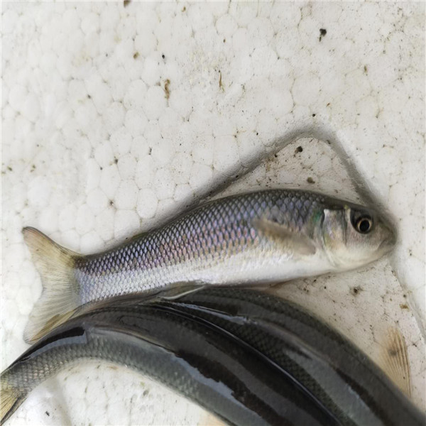 广西华鲮鱼苗 华鲮供应商 河南青龙棒