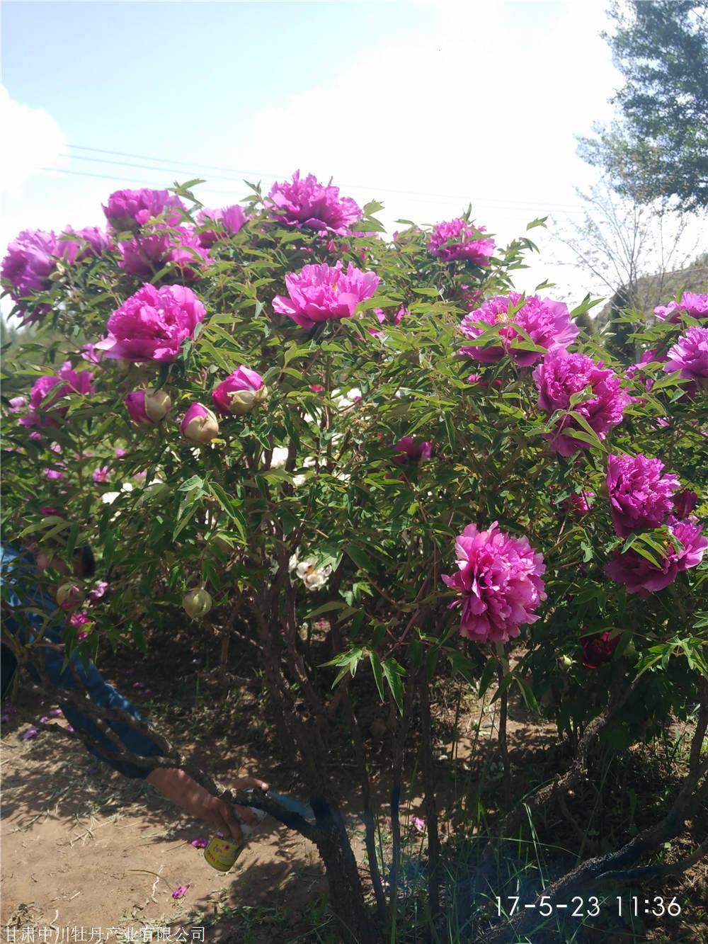 牡丹紫斑牡丹牡丹大树牡丹树北方耐寒花卉牡丹花品种