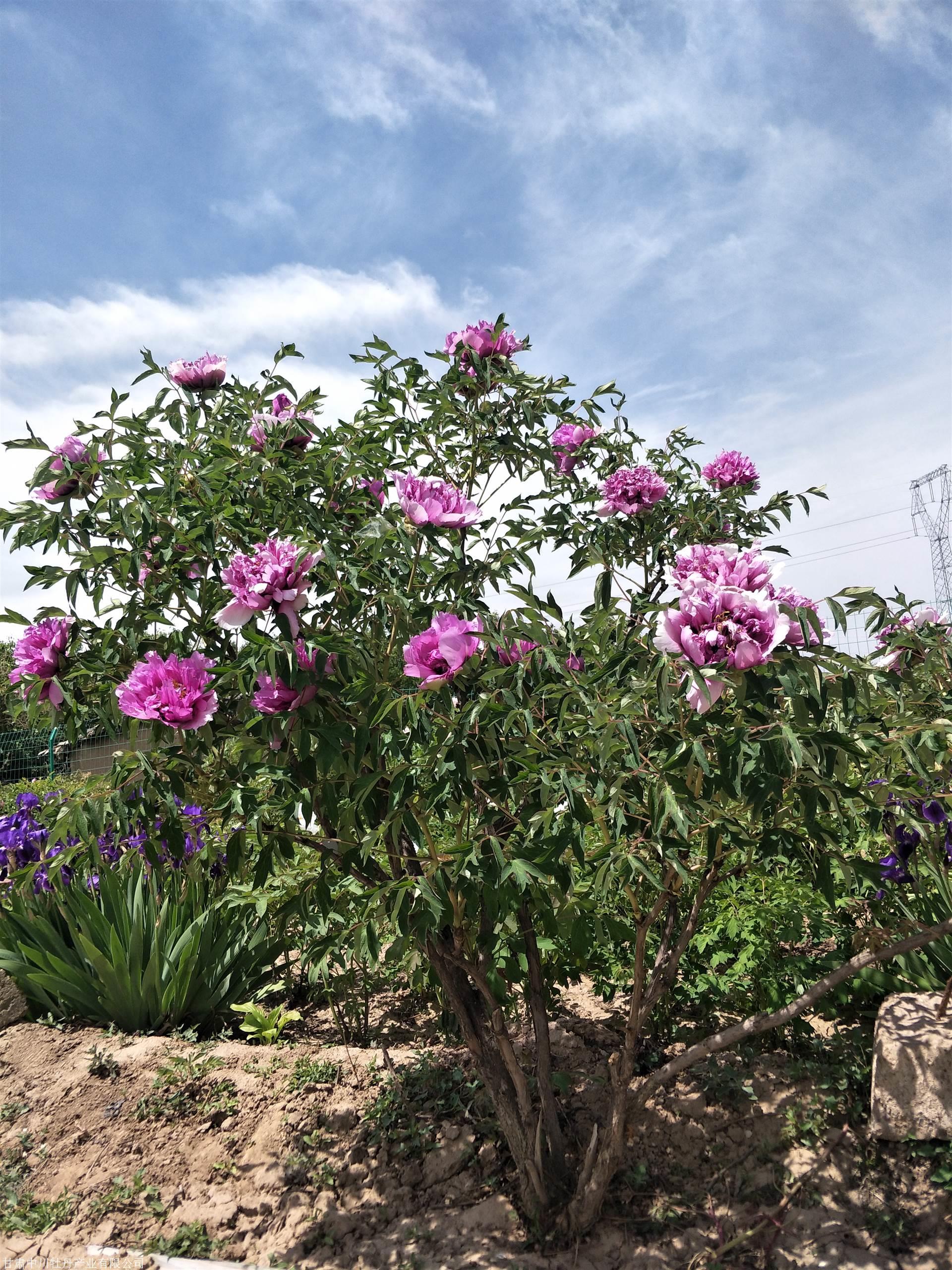 牡丹紫斑牡丹牡丹大树牡丹树北方耐寒花卉牡丹花品种