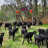 湘美黑山羊养殖基地，广东陈先生引种