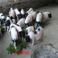 石景山区香猪养殖巴马香猪养殖场免费提供技术