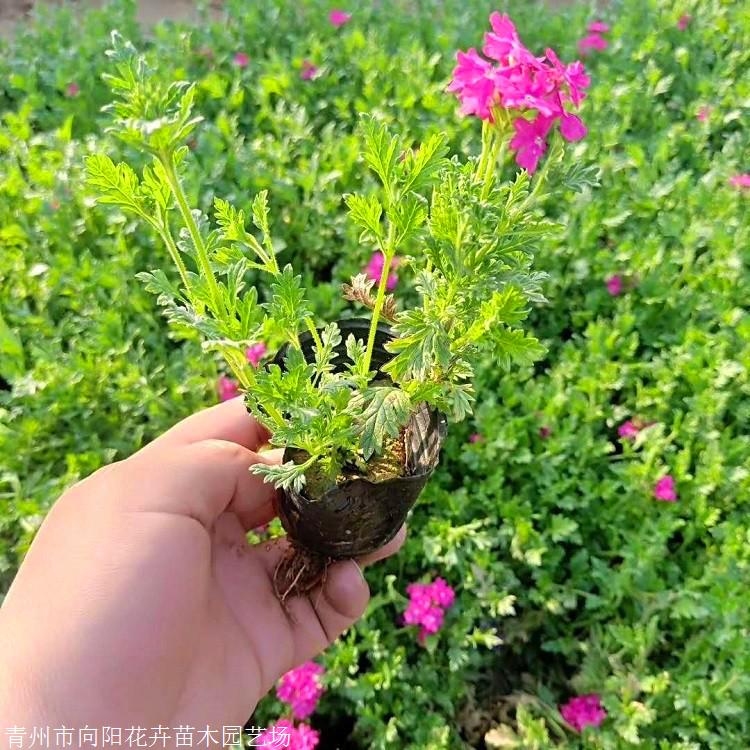 美女櫻種植基地 內蒙古雙色盆美女櫻 美女櫻花美女櫻 量大優惠